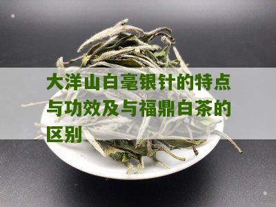 大洋山白毫银针的特点与功效及与福鼎白茶的区别