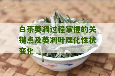 白茶萎凋过程掌握的关键点及萎凋叶理化性状变化