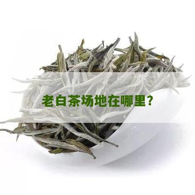 老白茶场地在哪里？