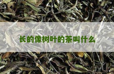 长的像树叶的茶叫什么