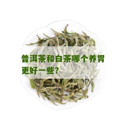 普洱茶和白茶哪个养胃更好一些？