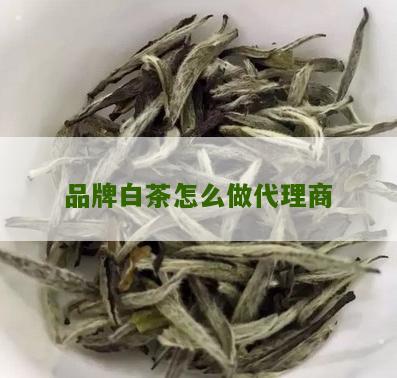 品牌白茶怎么做代理商