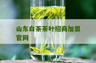 山东白茶茶叶招商加盟官网