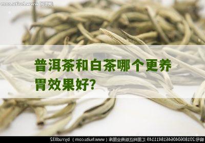 普洱茶和白茶哪个更养胃效果好？