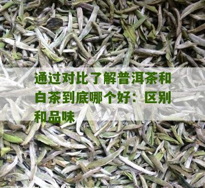 通过对比了解普洱茶和白茶到底哪个好：区别和品味