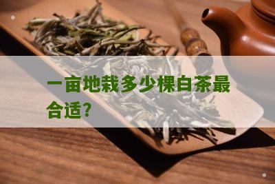 一亩地栽多少棵白茶最合适？