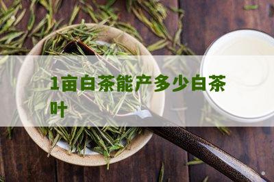 1亩白茶能产多少白茶叶