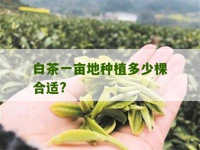 白茶一亩地种植多少棵合适?