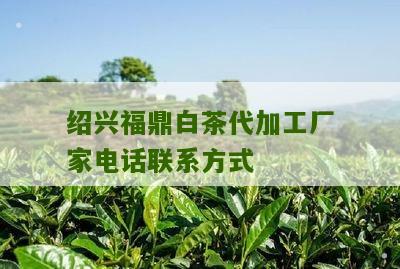 绍兴福鼎白茶代加工厂家电话联系方式