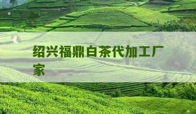 绍兴福鼎白茶代加工厂家