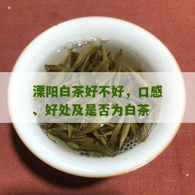 溧阳白茶好不好，口感、好处及是否为白茶