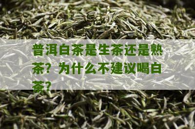 普洱白茶是生茶还是熟茶？为什么不建议喝白茶？