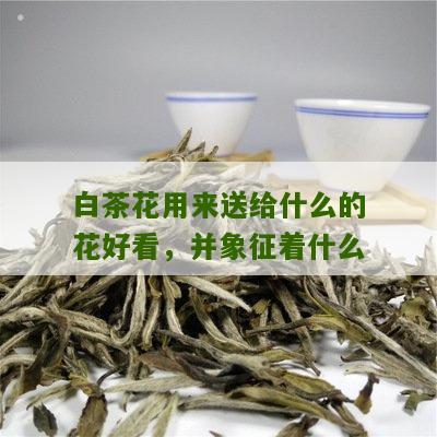 白茶花用来送给什么的花好看，并象征着什么