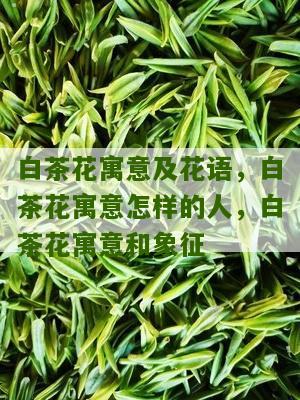 白茶花寓意及花语，白茶花寓意怎样的人，白茶花寓意和象征