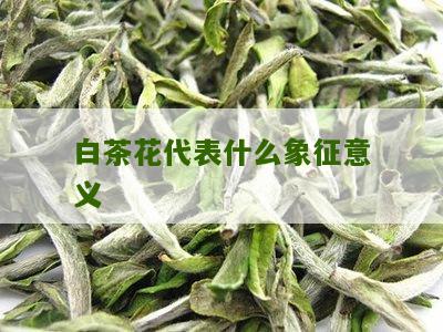 白茶花代表什么象征意义