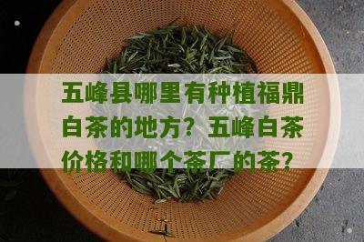 五峰县哪里有种植福鼎白茶的地方？五峰白茶价格和哪个茶厂的茶？