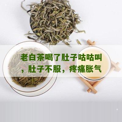 老白茶喝了肚子咕咕叫，肚子不服，疼痛胀气