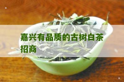 嘉兴有品质的古树白茶招商