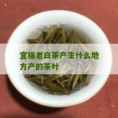 宜福老白茶产生什么地方产的茶叶