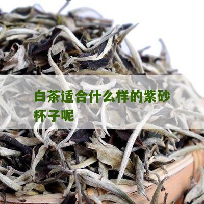 白茶适合什么样的紫砂杯子呢