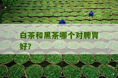 白茶和黑茶哪个对脾胃好？