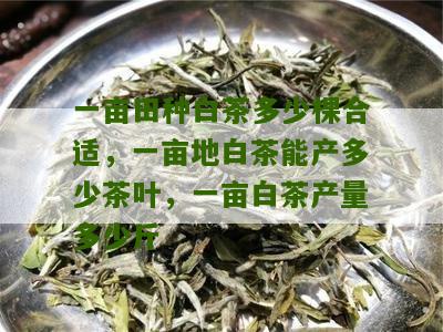 一亩田种白茶多少棵合适，一亩地白茶能产多少茶叶，一亩白茶产量多少斤