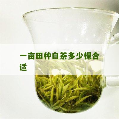 一亩田种白茶多少棵合适