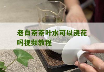 老白茶茶叶水可以浇花吗视频教程