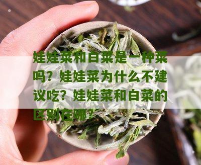 娃娃菜和白菜是一种菜吗？娃娃菜为什么不建议吃？娃娃菜和白菜的区别在哪？