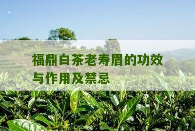 福鼎白茶老寿眉的功效与作用及禁忌