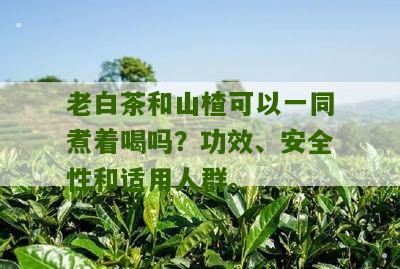 老白茶和山楂可以一同煮着喝吗？功效、安全性和适用人群。