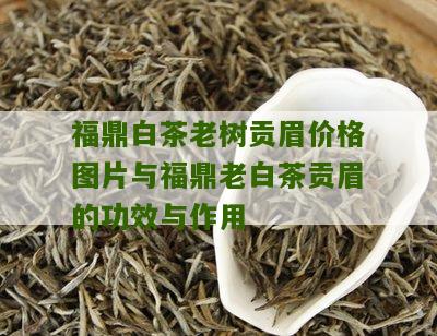 福鼎白茶老树贡眉价格图片与福鼎老白茶贡眉的功效与作用