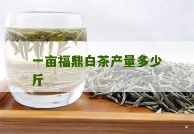 一亩福鼎白茶产量多少斤