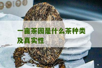 一亩茶园是什么茶种类及真实性