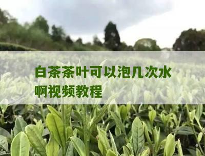 白茶茶叶可以泡几次水啊视频教程