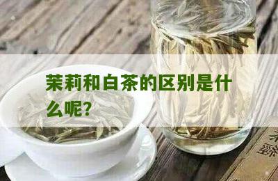 茉莉和白茶的区别是什么呢？