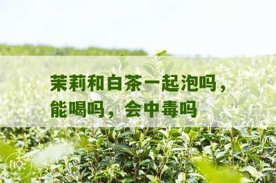 茉莉和白茶一起泡吗，能喝吗，会中毒吗