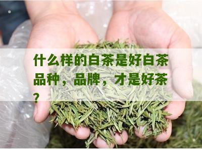 什么样的白茶是好白茶品种，品牌，才是好茶？