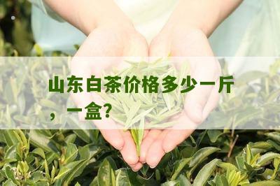 山东白茶价格多少一斤，一盒？