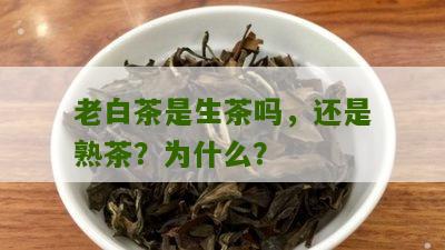 老白茶是生茶吗，还是熟茶？为什么？