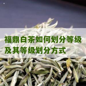 福鼎白茶如何划分等级及其等级划分方式