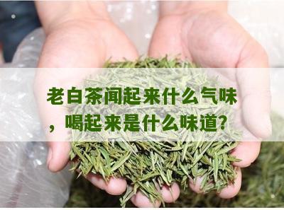 老白茶闻起来什么气味，喝起来是什么味道？