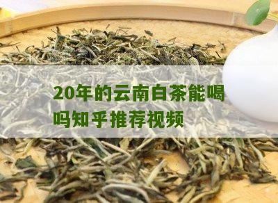 20年的云南白茶能喝吗知乎推荐视频