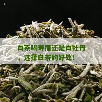 白茶喝寿眉还是白牡丹，选择白茶的好处！