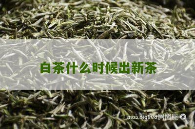 白茶什么时候出新茶