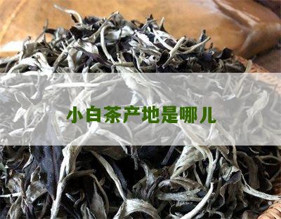 小白茶产地是哪儿