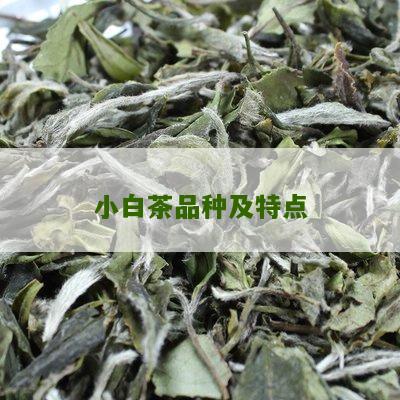 小白茶品种及特点