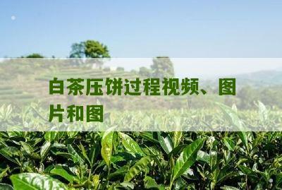 白茶压饼过程视频、图片和图