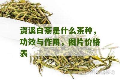 资溪白茶是什么茶种，功效与作用，图片价格表