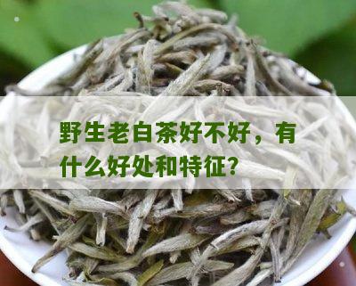 野生老白茶好不好，有什么好处和特征？